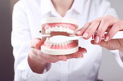 A person s hand holding a model set of teeth with a toothbrush on top, against a blurred background.